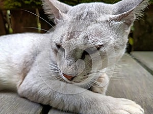 White cat is relaxing in the yard next to the house