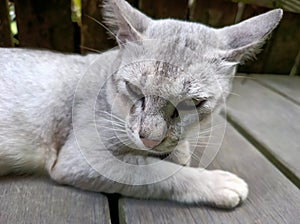 White cat is relaxing in the yard next to the house