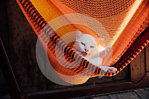 White cat rest is basking in an orange hammock. Cat washes