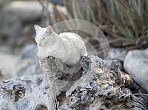 White cat resting on log