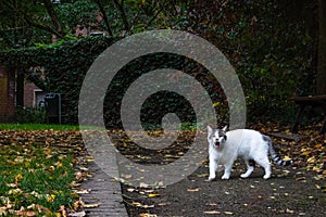 A white cat is roaming with mouth open in an urban park. concrete walls. autumn leaf