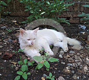 white cat rolling on the ground