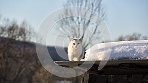 White cat on the roof