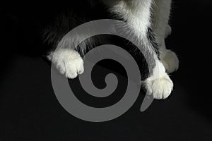 White Cat`s Paw On Black Background.