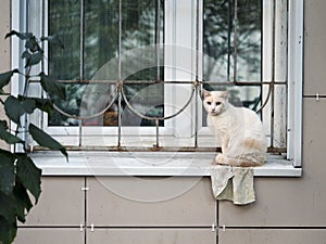 White cat sad sitting on the old window. On the window grille