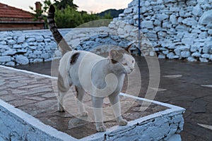 White cat, Scopelos island, Greece