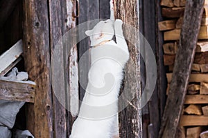 White cat sharpen claws in village