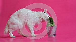 A white cat with a short red tail eats fresh grass from a steel pot. Kuril bobtail sniffs greens on a pink background.