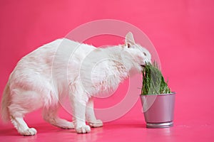 A white cat with a short red tail eats fresh grass from a steel pot. Kuril bobtail sniffs greens on a pink background.
