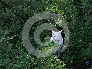 White cat in shrubbery photo