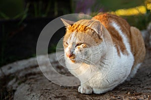 White cat sit on cold ground