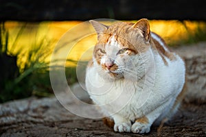 White cat sit on cold ground