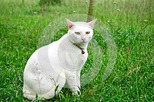 White cat