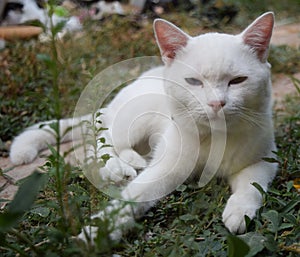 White cat sit on garden.