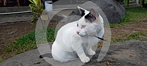 The white cat sit on the rock while see around