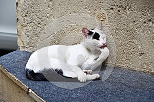 White cat sits against the wall of the house on Ilyas Efendiev street in the old town of Icheri Sheher in autumn. Azerbaijan, Baku photo