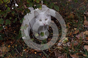 White cat sits in the bushes in ambush and hunts