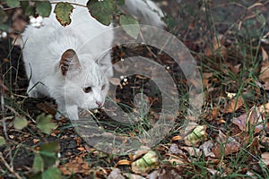 White cat sits in the bushes in ambush and hunts