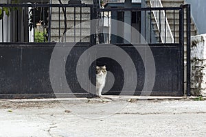 A white cat sits in front of a black fence in the city. Domestic cat in front of a black iron gate on the street,