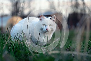 White cat sits in green grass on the meadow and warily looks at the camera