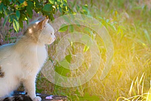 A white cat sits on the ground in the grass under a tree and looks in front. Picture with tint.