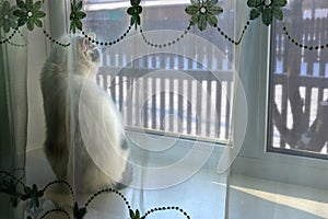 A white cat sits on a white windowsill behind a transparent curtain. The cat looks out the window to the street at a wooden fence