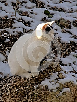 White cat sittig in a snow covered field