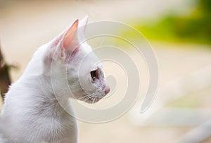 White cat sitting