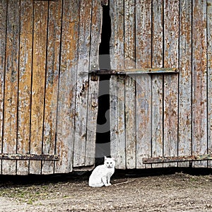 White cat sitting by a barn door