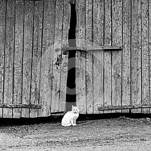 White cat sitting by a barn door
