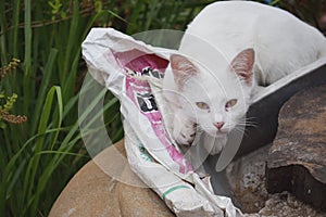 White cat sitting on earthenware vat and stare at camera with alert eyesight