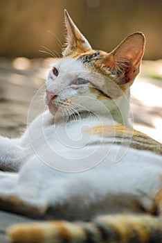 white cat is sitting lazily on a blurred background