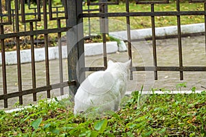 White cat sitting near fence