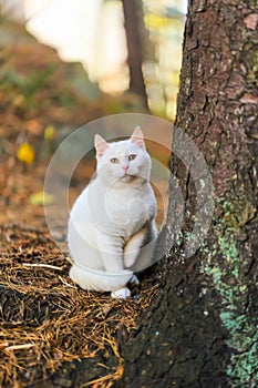 White cat sitting near tree