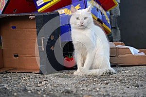 A white cat sitting near a wasteland with a lot garbage and pollution