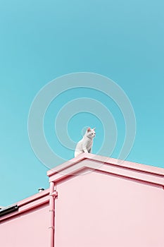 White cat sitting on rooftop of a pink house on blue sky background. Minimalist artistic metaphoric image for freedom balance