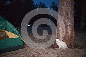 White cat sitting in a tree at night.