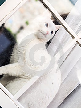 White cat sitting at the window