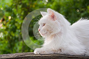 White cat sitting on a wooden bench