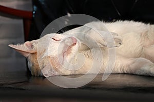 White cat sleep comfortably on the black leather sofa.