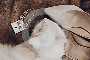 White cat sleeping and beige bride`s stylish shoes and earrings on bed, getting ready in morning. wedding preparation in home.
