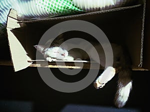white cat sleeping in cardboard box with shadow
