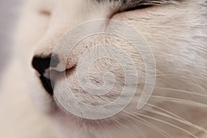 White cat sleeping with focus on his snout.