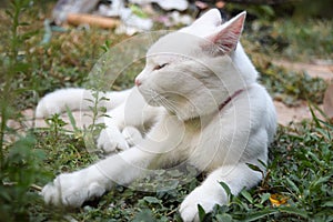 White cat sleeping on garden.