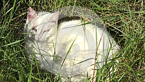 White Cat sleeping in grass