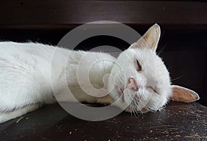 White cat sleeping happily on piano stool