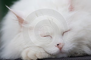White Cat Sleeping  peacefully