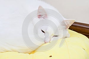 white cat sleeping on a pillow