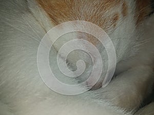 White cat sleeping siempre con sueÃÂ±o