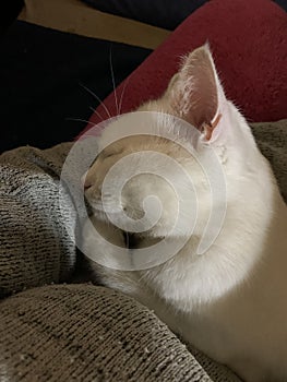 white cat sleeping on the sofa